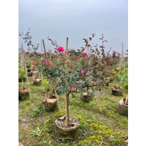 HOA HỒNG CỔ