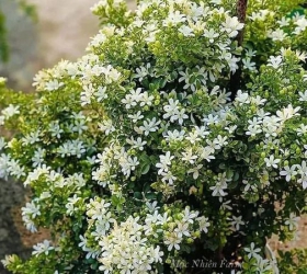 Loài Cây Quý Như Vàng, Hoa Nở Suốt 200 Ngày – Trồng Trong Nhà Là Tài Lộc Kéo Đến