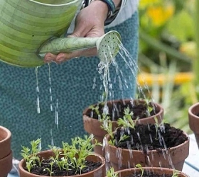 Ba sai lầm phổ biến khi chăm sóc cây cảnh và cách khắc phục hiệu quả theo nguyên tắc “Tưới đúng – Chọn đúng – Đặt đúng