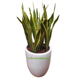 Chậu lưỡi hỗ chậu to