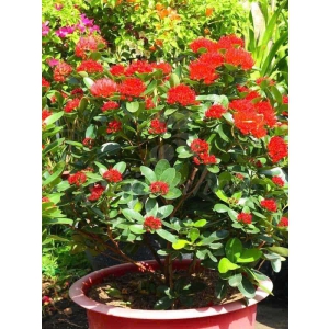MAI THÁI ĐỎ - TRỒNG SÂN VƯỜN