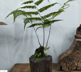 Vẻ đẹp “thiền” của Dương Xỉ Culi phong cách Kokedama Nhật Bản