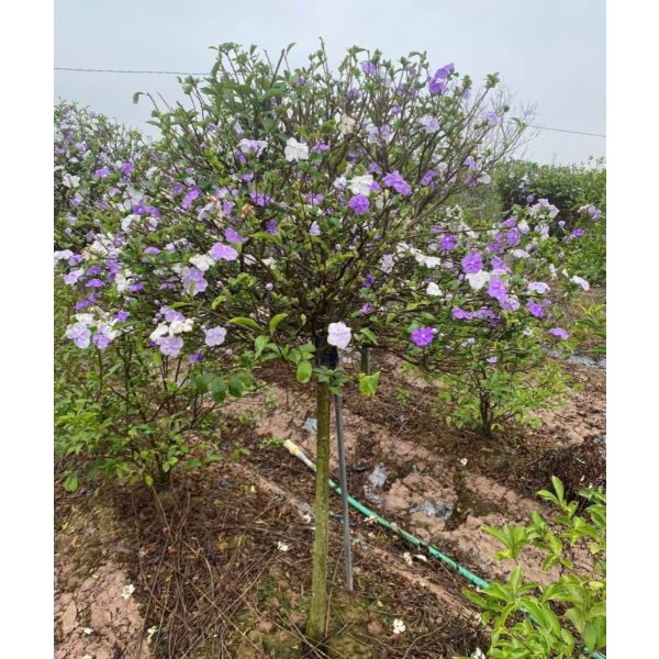 CÂY LÀI NHẬT VÀ Ý NGHĨA PHONG THUỶ