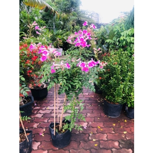 Cây hồng thiên hương