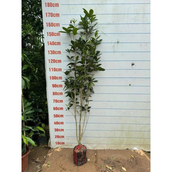 CÂY MỘC HƯƠNG