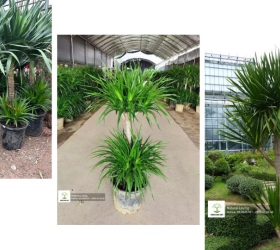 Vì sao nhiều doanh nghiệp chọn cây Phát Tài Núi cao đặt sảnh thay vì cây cảnh khác?