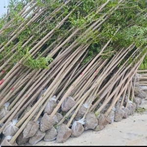 Cây bàng đài loan size trung