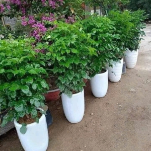 Cây hạnh phúc chậu to