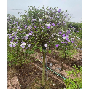 CÂY LÀI NHẬT VÀ Ý NGHĨA PHONG THUỶ