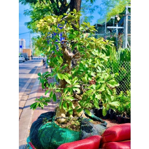 PHONG THUỶ VỀ CÂY LỘC VỪNG