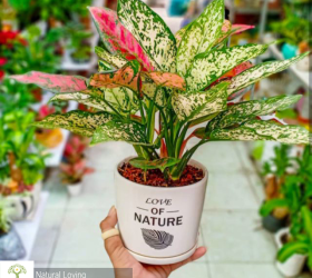 6 Loại Cây Phong Thủy Dễ Trồng Mang Lại May Mắn & Tài Lộc Cho Gia Chủ