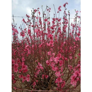 CÀNH ĐÀO NHẬT TÂN ĐẾN HẸN LẠI LÊN