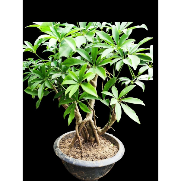 Cây ngủ da bì bonsai gốc trung