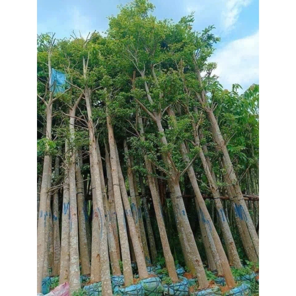 Cây bàn đài loan (cây công trình)