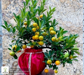 Nhìn Cây quất ngày Tết đã thấy năm mới đủ đầy