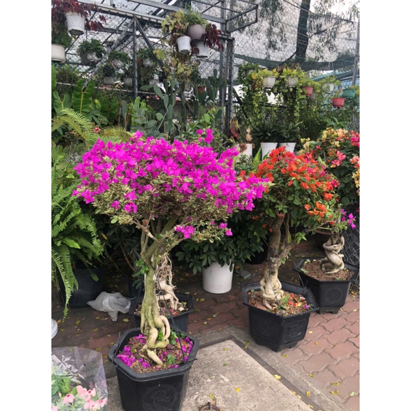 HOA GIẤY SẮC XUÂN