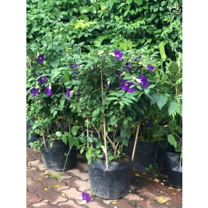 Cây cát đằng đứng