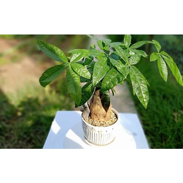 Kim ngân để bàn gốc to