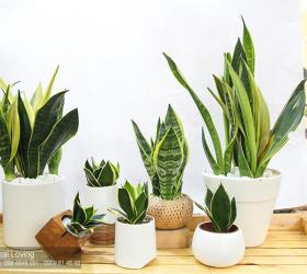 Top 10 Loại Cây Cảnh Nên Trồng Trong Nhà – Đẹp, Dễ Chăm Và Tốt Cho Sức Khỏe (Theo Khuyến Nghị NASA)