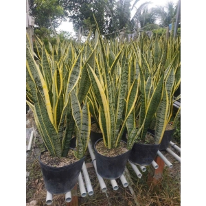 Chậu lưỡi hỗ cao