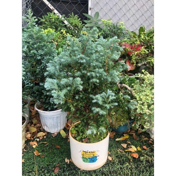 Cây tuyết tùng để bàn