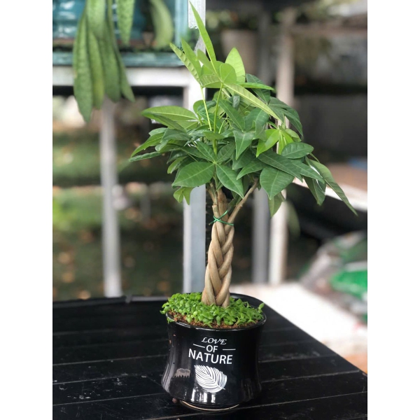 Kim ngân xoắn để bàn