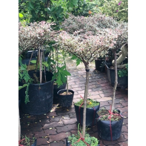 Cây bàng Đài loan cẩm thạch