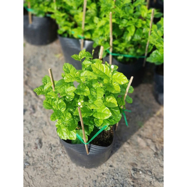 Cây lài ta size nhỏ