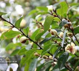 Hoa Lan Tiêu- Vẻ Đẹp Tinh Tế Mà Ít Người Biết