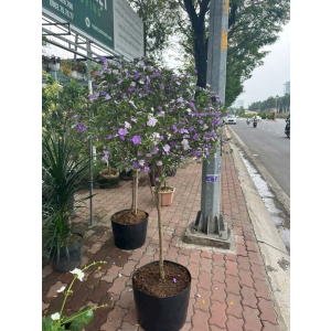 SỰ QUÝ PHÁI CỦA CÂY LÀI NHẬT